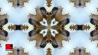 "ACID-FLEXUS", de Osvaldo Fulgenzi (2013)