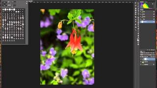 Columbine Tutorial (blur/sharpen/free transform/camera raw/layers/masks)