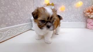 シーズーの動画01