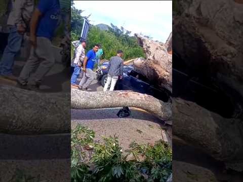 Tragedia Jutiapa Guatemala, árbol cae sobre un vehículo en Agua Blanca Km.195 a San Manuel Chaparrón