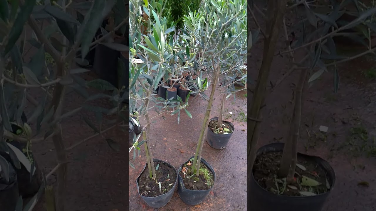 Lindas mudas de oliveira Alberquina produzindo no vaso