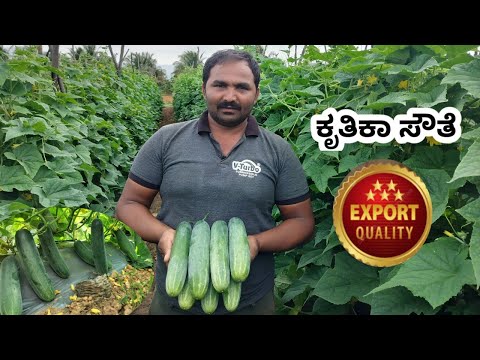 ಮಂಡ್ಯದ ಎಕ್ಸಪೋರ್ಟ್  ಸೂಪರ್ ಕ್ವಾಲಿಟಿ ಸೌತೆಕಾಯಿ