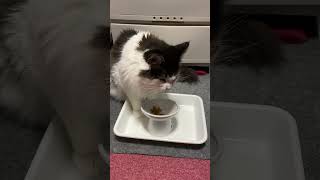 カリカリタイムの猫【ノル猫ミロシー】 #shorts