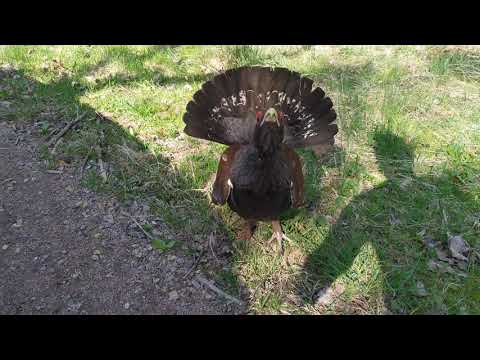 Capercaillie attack in Sweden. Tjädertupp attackerar!