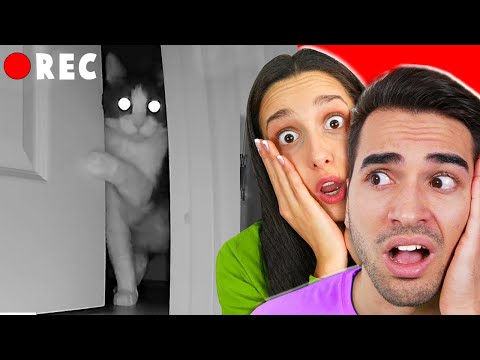 SPIAMO IL NOSTRO GATTO DALLE TELECAMERE NASCOSTE!!