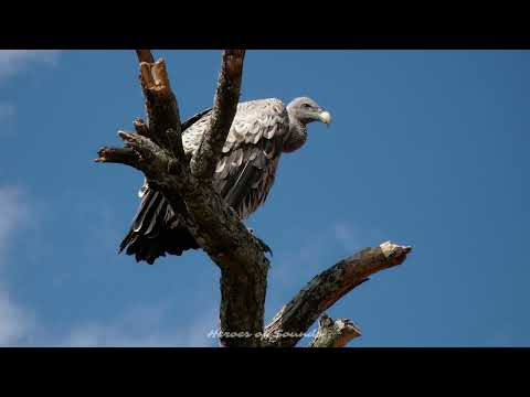 Cri du vautour - le grognement / le sifflement