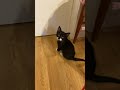 Pepper Tuxedo Cat Meowing After Staying Locked Up All Day
