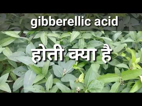 Gibberellic Acid Technical