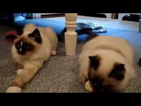 Ragdoll Cats Playing with Toy - ラグドール - Floppycats