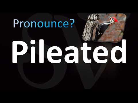 How to Pronounce Pileated Woodpecker (CORRECTLY!)