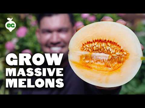 6 Watermelon Growing Mistakes To Avoid 