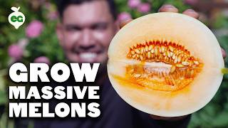 Here’s How I Finally Got Melons Right