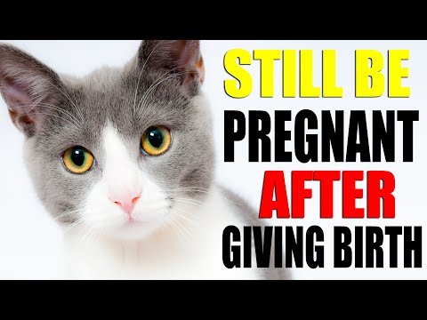 Pregnant Cat 🐾 - Can My Cat Still Be Pregnant After Giving Birth
