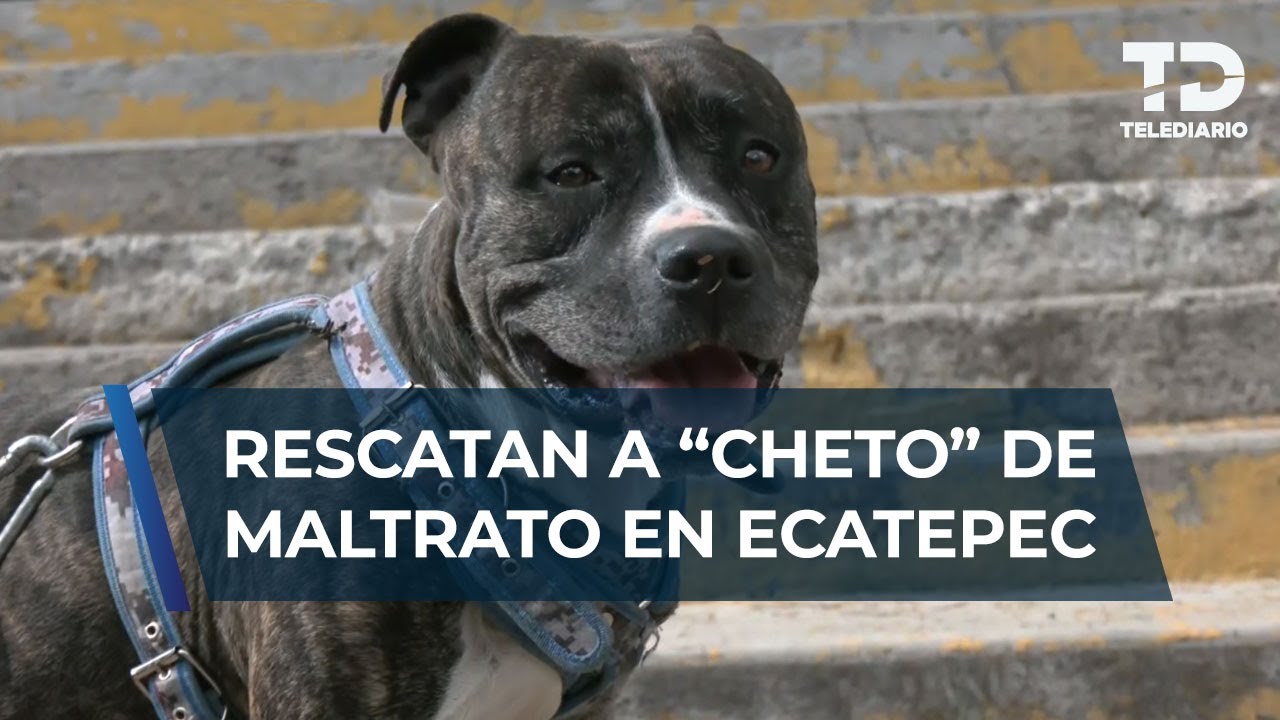 Policía y Fiscalía rescatan a “Cheto” tras denuncia por maltrato animal en Ecatepec