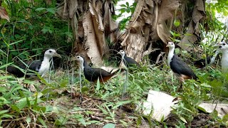 Download lagu Hati-hati Mikat Dengan Racik Tancap, Kalau Diteruskan, Karung Bisa Gak Muat. mp3