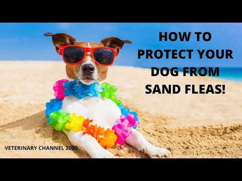 YouTube video about: How to get rid of sand fleas on dogs?