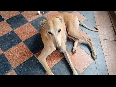 Tambo ABANDONADO y Estancia San Sebastian - Sanford - Santa Fe