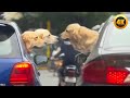 FUNNIEST Pets Of 2025 So Far BEST Animal Videos