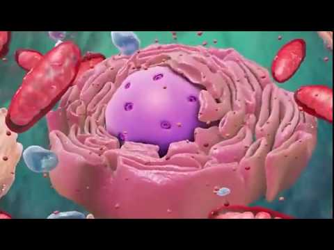 Vídeo: Problemas de xenética