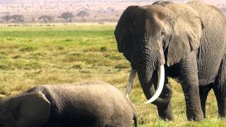 preview picture of video 'AMBOSELI - Land Of The Giants Tribute Film (KENYA)'
