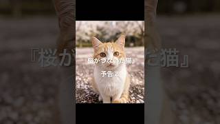 しゃべる猫のそら【桜がつないだ猫】予告② #ai猫 #猫のいる暮らし #しゃべる猫