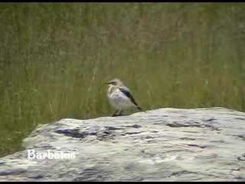 Collalba gris ( oenanthe oenanthe )  Northern weather