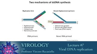 Virology 2014 lecture #7 - Viral DNA replication