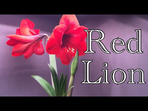 Amaryllis red lion flower time lapse. Growing bulb to bloom in 4 weeks