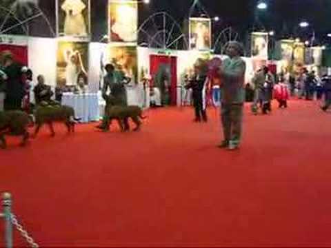 Pascuala final de raza Copa Confraternidad julio 2008