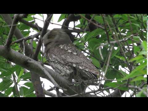 Otus cyprius Cyprus