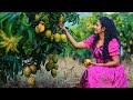 Homemade Mango Desserts Making Lavaria Coconut Roti Mango Prawn Pickle With My Family