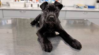 This Cane Corso Puppy was in DANGER with a Suspicious Man: What Happens Next Will SHOCK YOU
