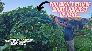 Garden Beast Mode Activated 💪 | Harvesting a Giant Wax Melon || DHBG