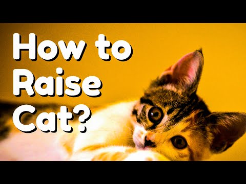Things you need to know before raising a healthy cat