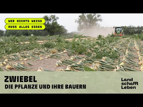 ZWIEBEL (2/4) -  Die Pflanze und ihre Bauern