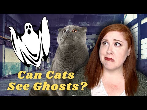Can Cats Sense Ghosts, Spirits and Demons? | Animals Are More Sensitive!