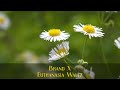 Brand X - Euthanasia Waltz - A National Acrobat Brand X - Euthanasia Waltz