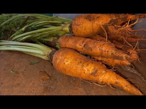 , title : 'Cách Trồng Cà Rốt Hữu Cơ Cho Củ To Từ Khi Gieo Hạt Đến Khi Thu Hoạch / Grow Organic Carrots'