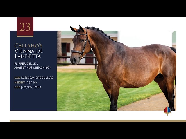 Callaho's Vienna de Landetta