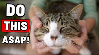 If You Rub Your Cat’s Cheeks Every Day, THIS Will Happen