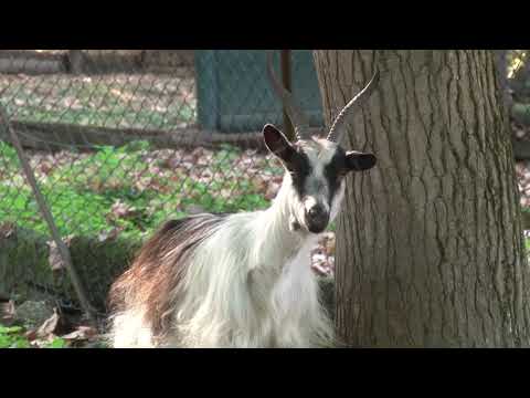 Il principe Vitaliano Borromeo ha completato l'acquisto di Villa e Parco Pallavicino a Stresa