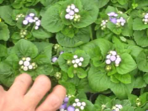 園芸 野生のアゲラタム、アゲラタム開花ユーパトリー