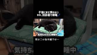 【子猫と黒猫】お迎え直後のジジと、別室で爆睡するキキ🐈‍⬛🐈 #かわいい #猫の日常 #保護猫