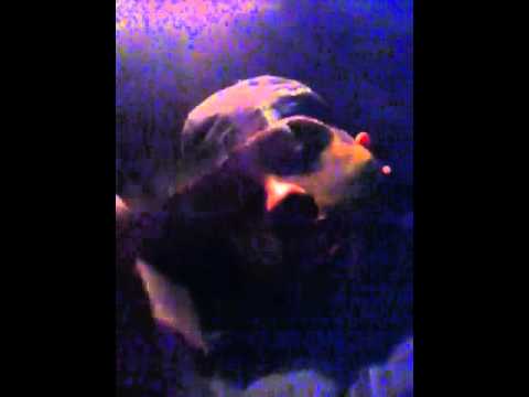 We Muv mixtape coming soon