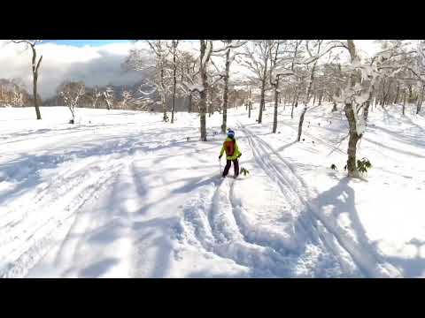 Rusutsu resort Japan | tree line run - best powder course ルスツリゾート #rusutsu #skiing #japan #hokkaido