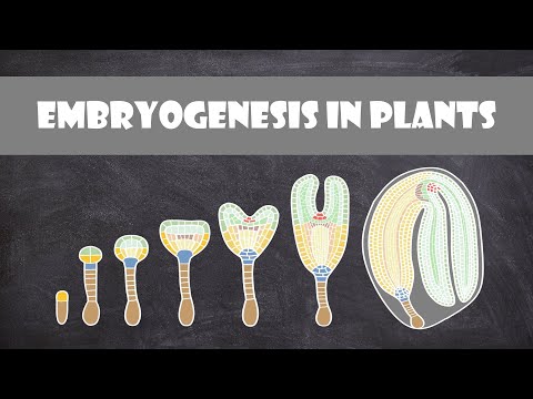 Embryogenesis in Plants | Plant Biology