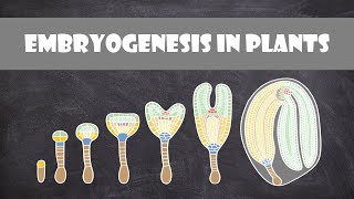 Embryogenesis in Plants | Plant Biology