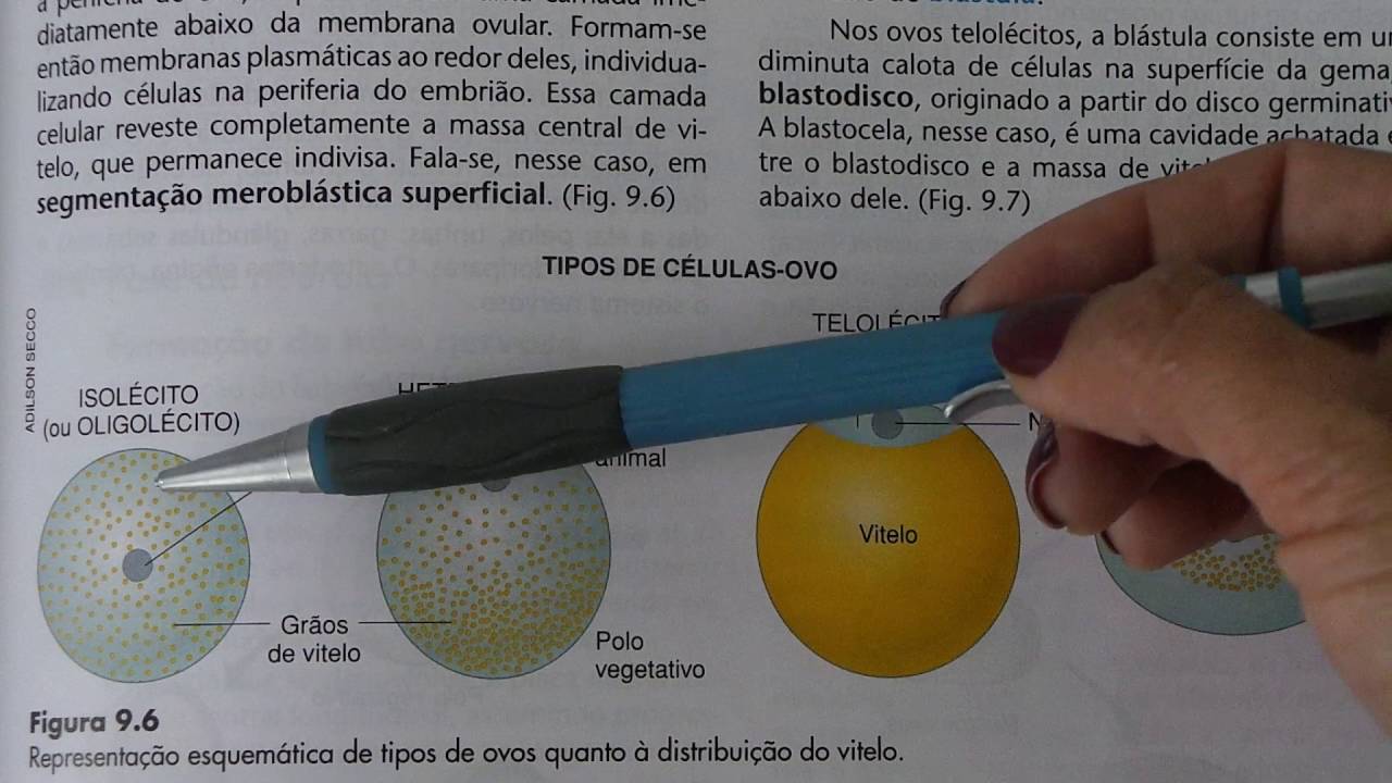 Tipos de células-ovo.