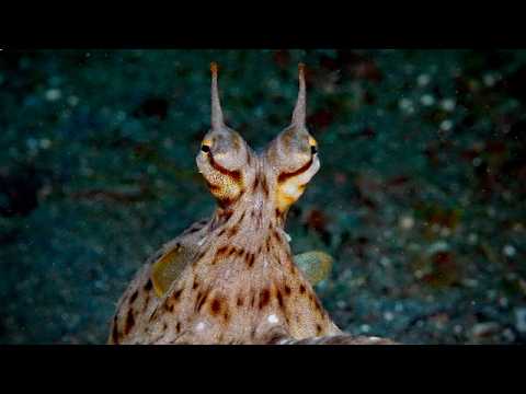 Fiji – Beautiful Walls, Soft Corals and Critters 9B - scuba diving video