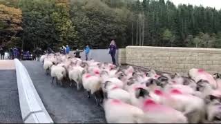 Pooley Bridge opening